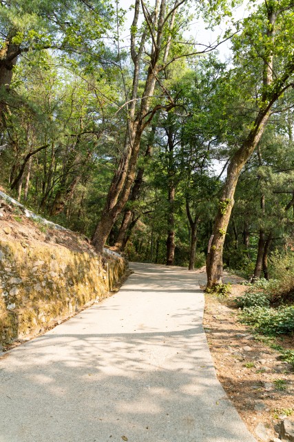 林间小路唯美风景实拍图