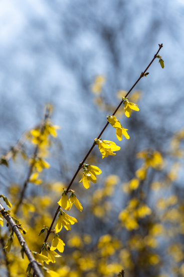 蓝天下生长的迎春花实拍图