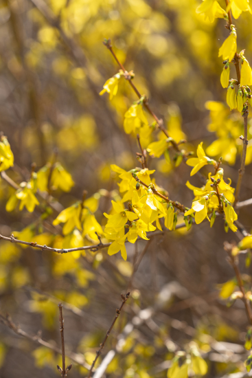 轻盈飞舞的迎春花实拍图