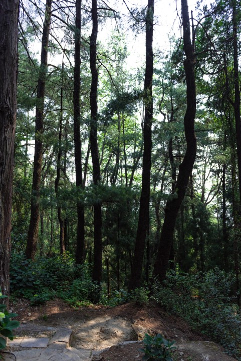 茂密树林实拍图版权图片下载