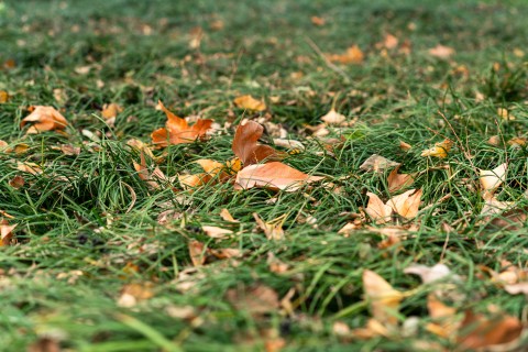 草地上的枯黄落叶实拍图