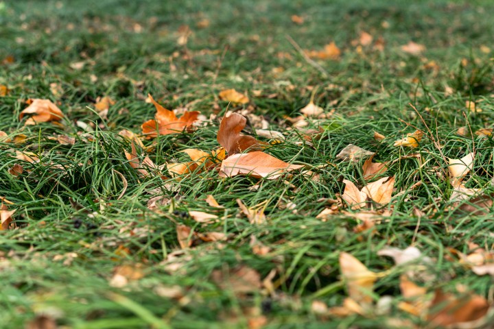 草地上的枯黄落叶实拍图版权图片下载
