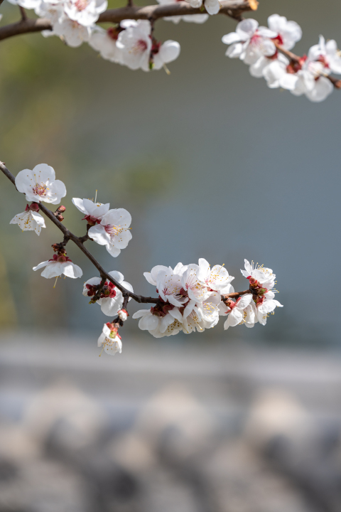 闲适赏桃花实拍图版权图片下载