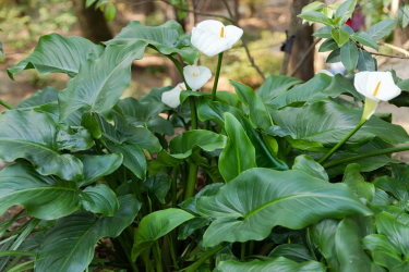 白色花朵绿色植物实拍图