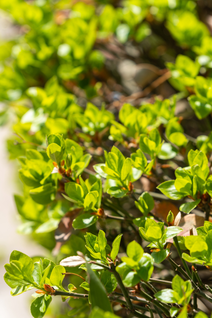 翠绿翠绿的叶子实拍图