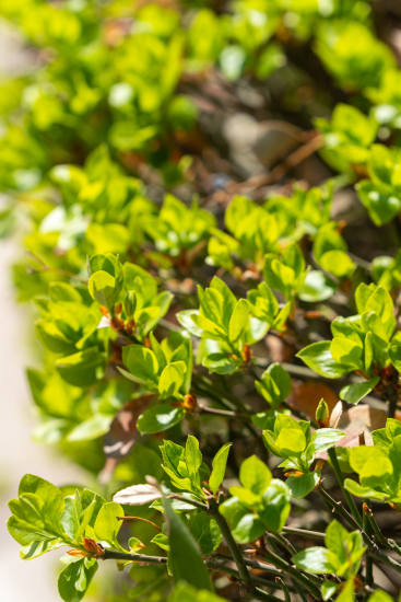 翠绿翠绿的叶子实拍图