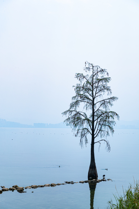 湖面孤独的树实拍图版权图片下载