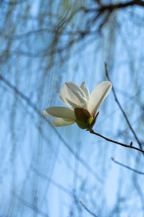 枝头开放的白色鲜花实拍图版权图片下载