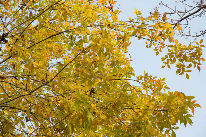 公园美景黄色树叶高清图