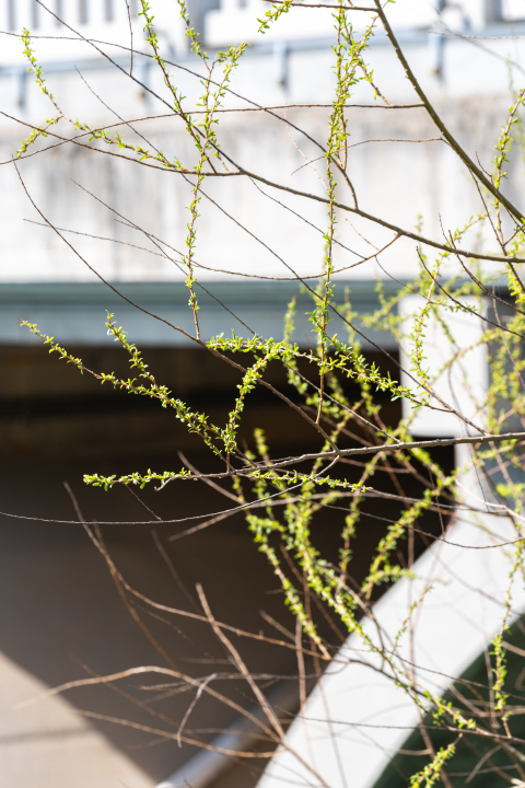桥边肆意生长的绿枝实拍图版权图片下载