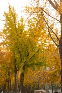 银杏林黄色树叶高清图