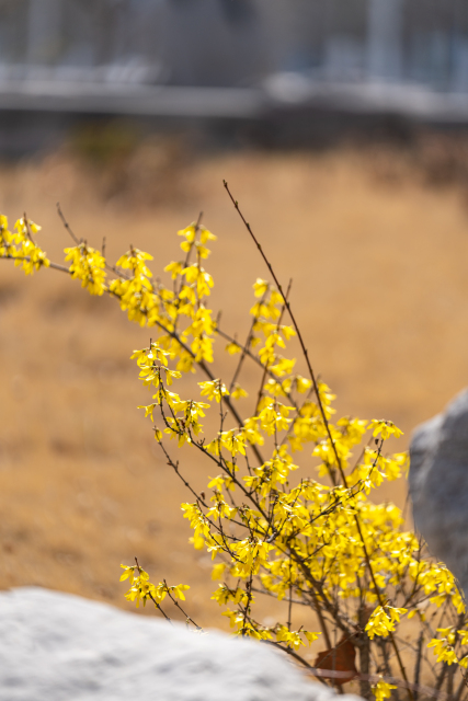春风拂面迎春花枝实拍图