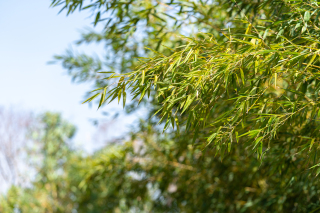 枝繁叶茂的绿植实拍图