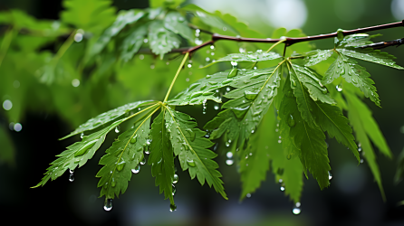 青叶上落雨摄影图