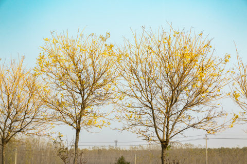 金秋泛黄树木实拍图