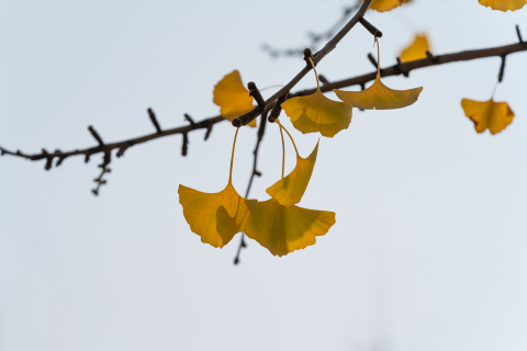 挂在树枝上的银杏叶近景高清图