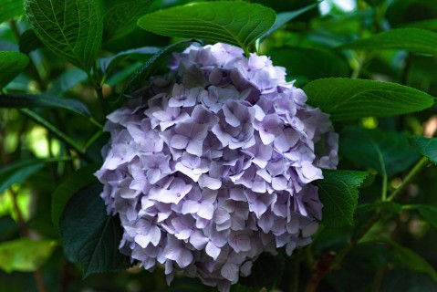紫色花苞特写高清图