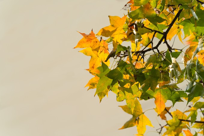 路边早秋变黄的树叶高清图