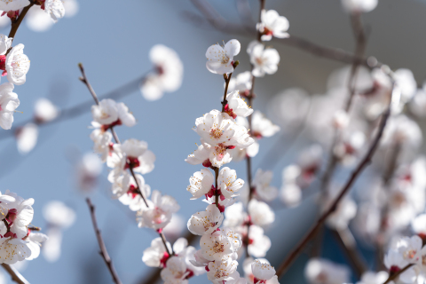 春暖花开桃花枝实拍图