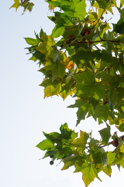 仰拍绿色的杨树叶高清图版权图片下载