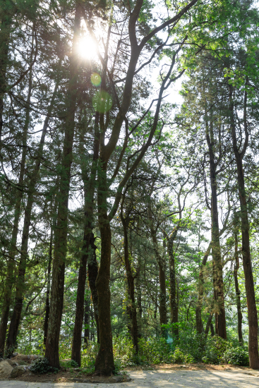 树林与夕阳实拍图