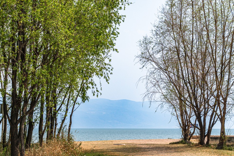 湖边茂密的树木高清图