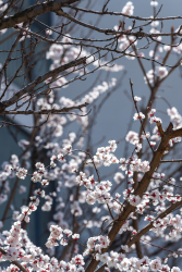 春天生机盎然桃花实拍图