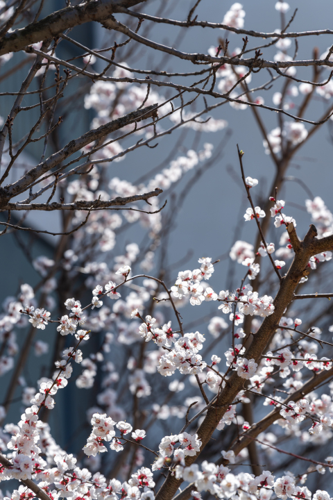 春天生机盎然桃花实拍图版权图片下载