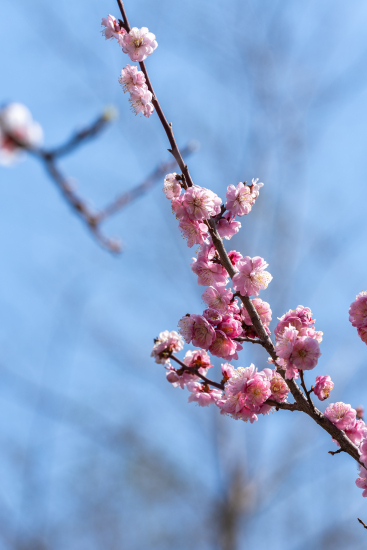 蓝天下开满桃花的枝头实拍图