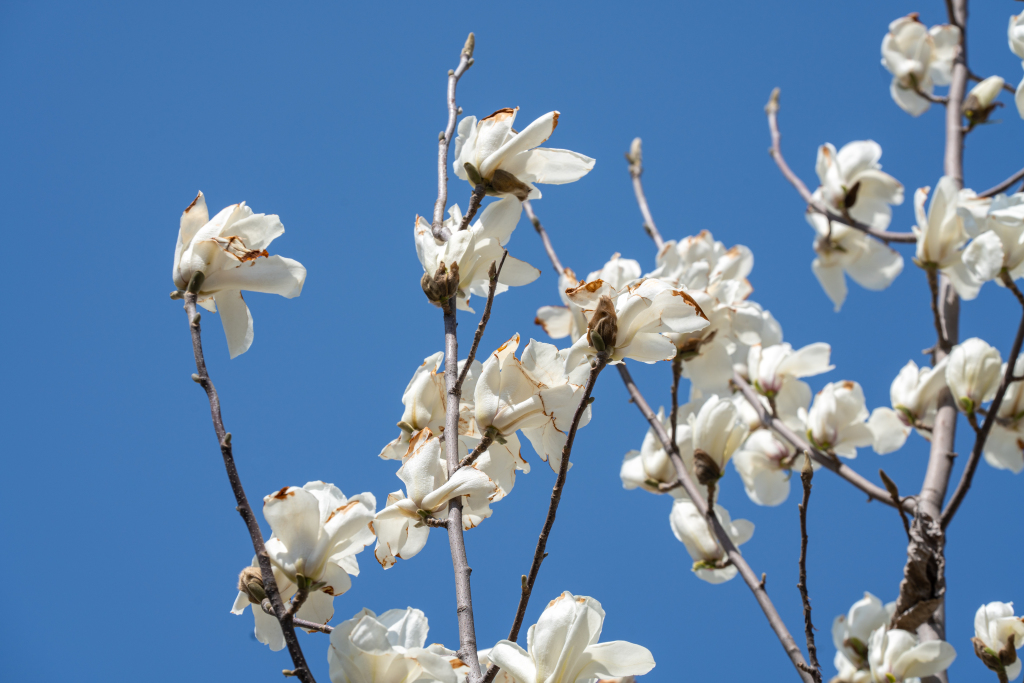 清新淡雅桃花枝头实拍图版权图片下载