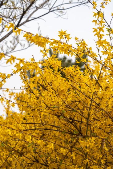 开满鲜花茂盛枝丫实拍图