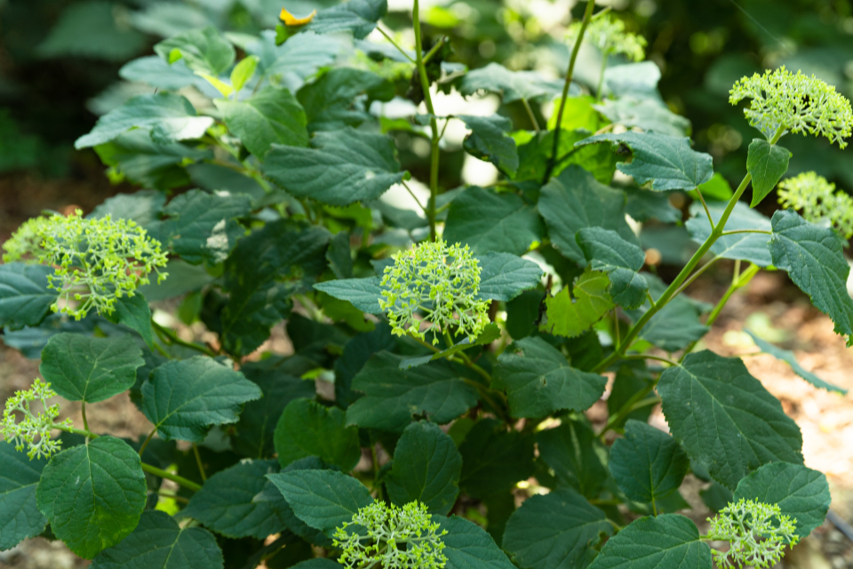 绿色植物横图实拍图