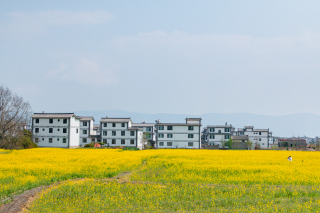 金色鲜花风景图