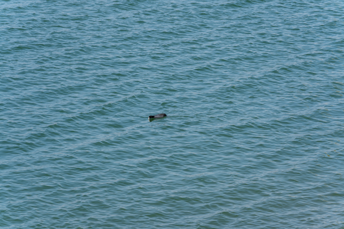 波光粼粼的湖面实拍图