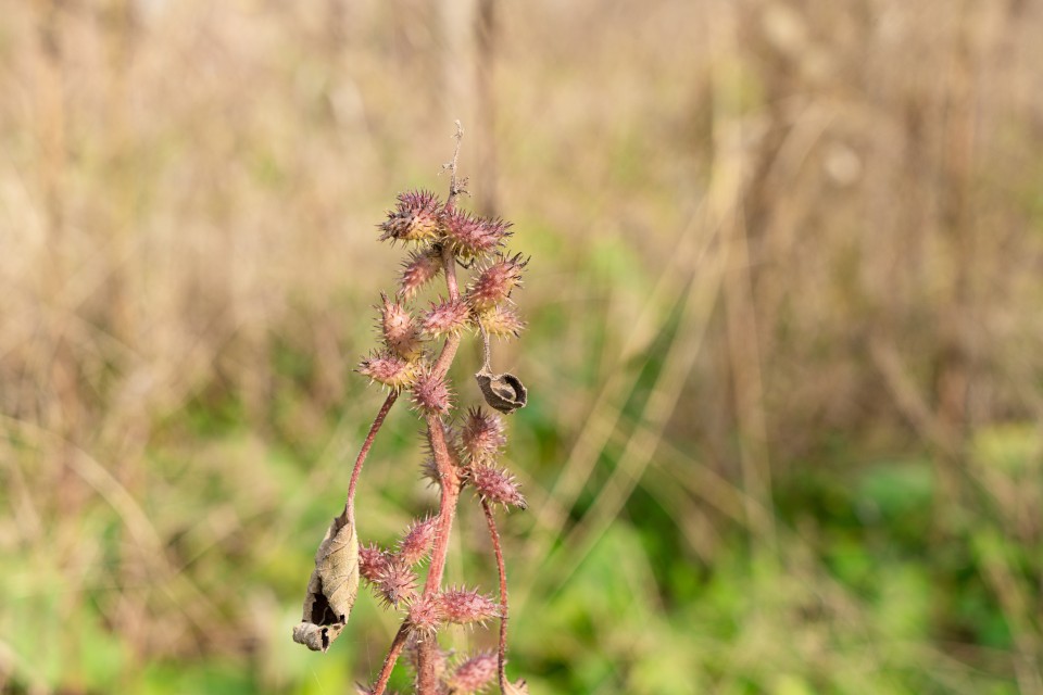 彻底枯黄的植物实拍图