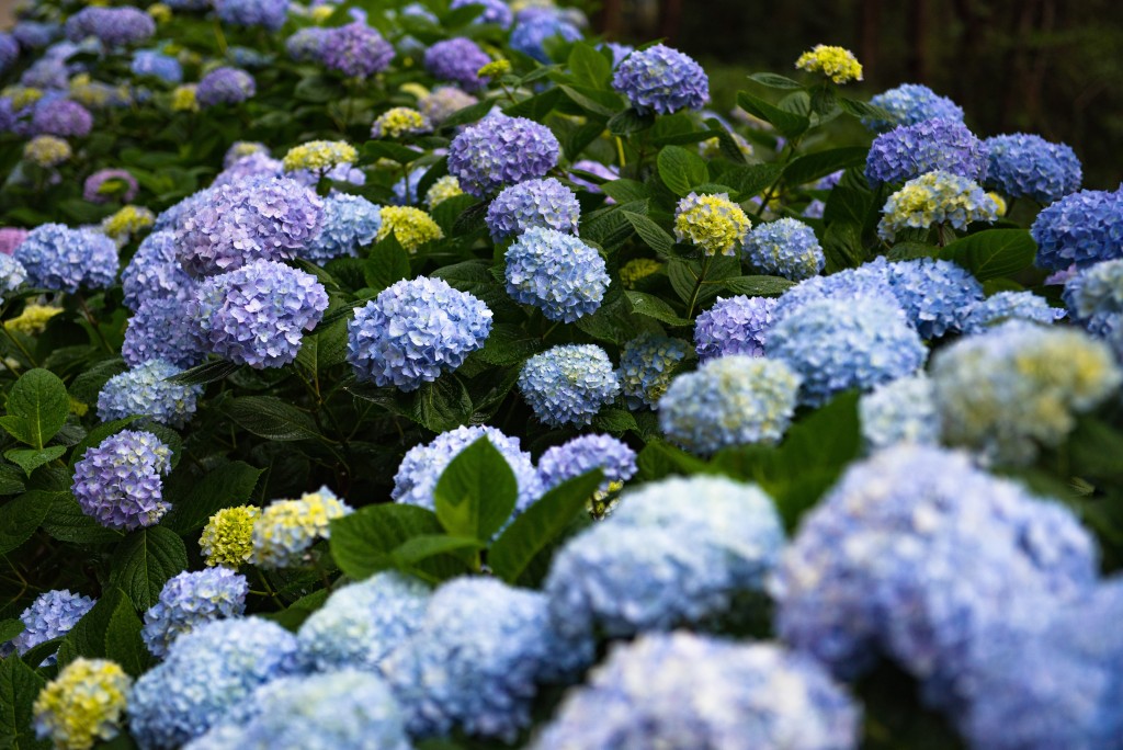 横版紫色蓝色花苞海洋实拍图版权图片下载