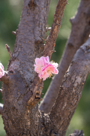 枝干间的粉色花朵实拍图