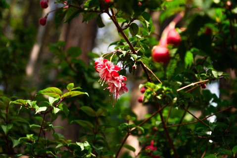 红色花朵与绿色植物实拍图