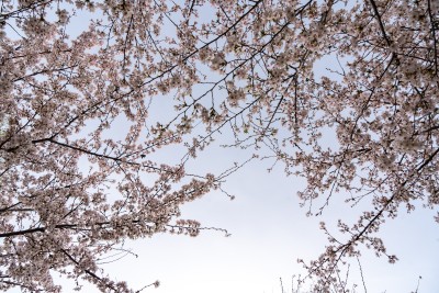 天空下开满桃花的树枝实拍图
