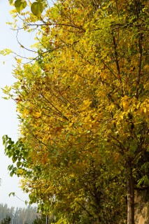金色秋天树叶实拍图