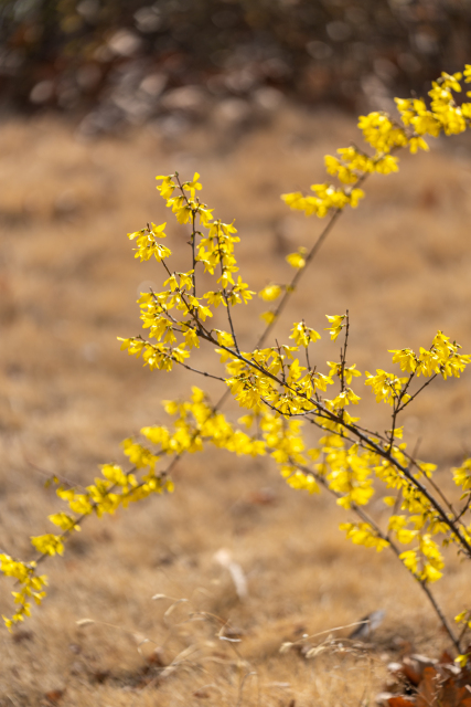 花枝飞舞的迎春花实拍图