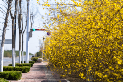 路边枝繁叶茂的迎春花实拍图