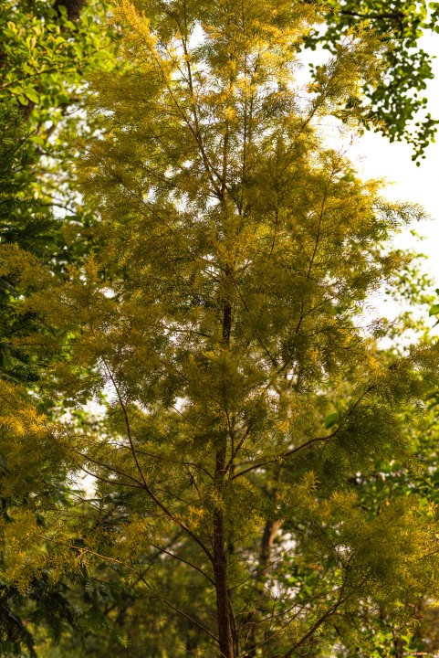 初秋黄色叶子大树实拍图版权图片下载