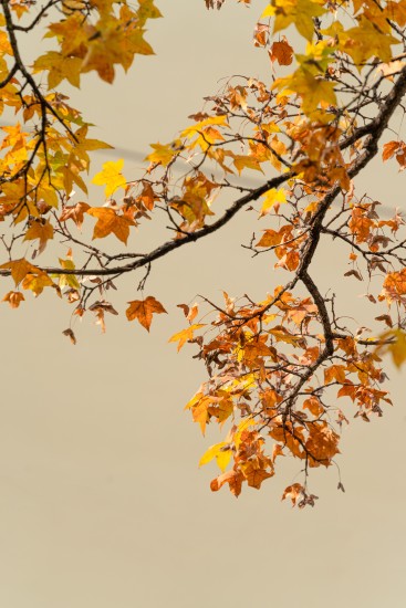 唯美红黄色枫叶实拍图