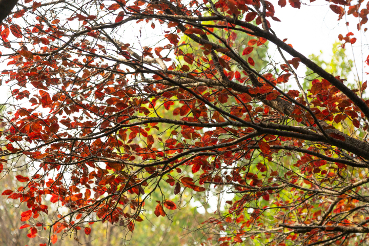 公园内红色树叶近景实拍图版权图片下载