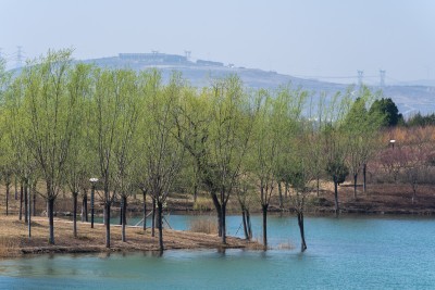 河岸旁栽满的树木实拍图