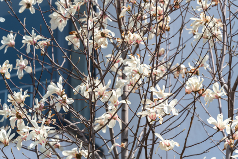 芳香四溢的桃花树枝实拍图