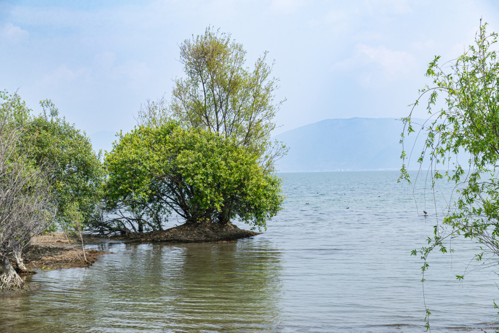 长在水中的树木图版权图片下载