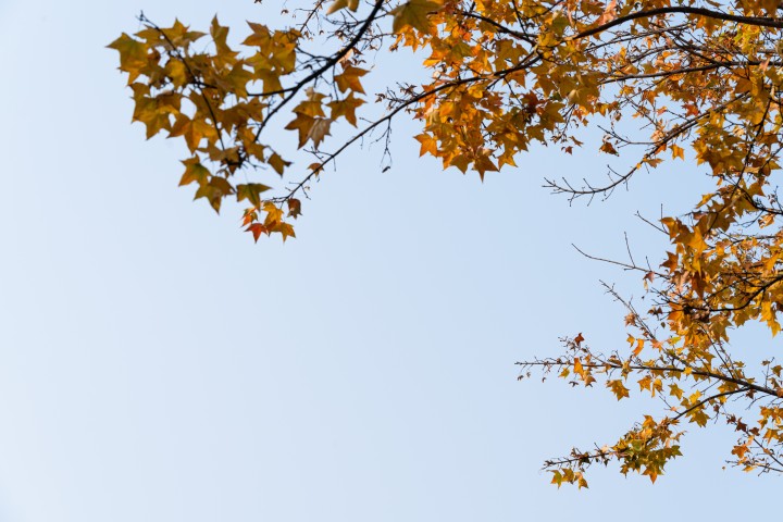 秋季黄色树叶美景实拍图版权图片下载