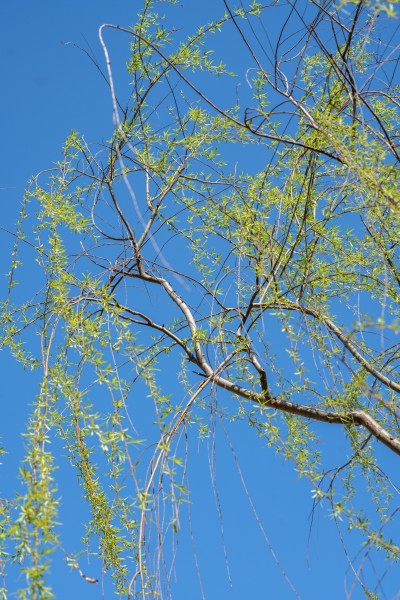 枝叶葱茏的绿色枝头实拍图